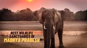  Madhya Pradesh Wildlife Tour Package