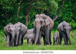  Assam Wildlife Tour